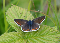 Brown Argus
Click on this image to enlarge