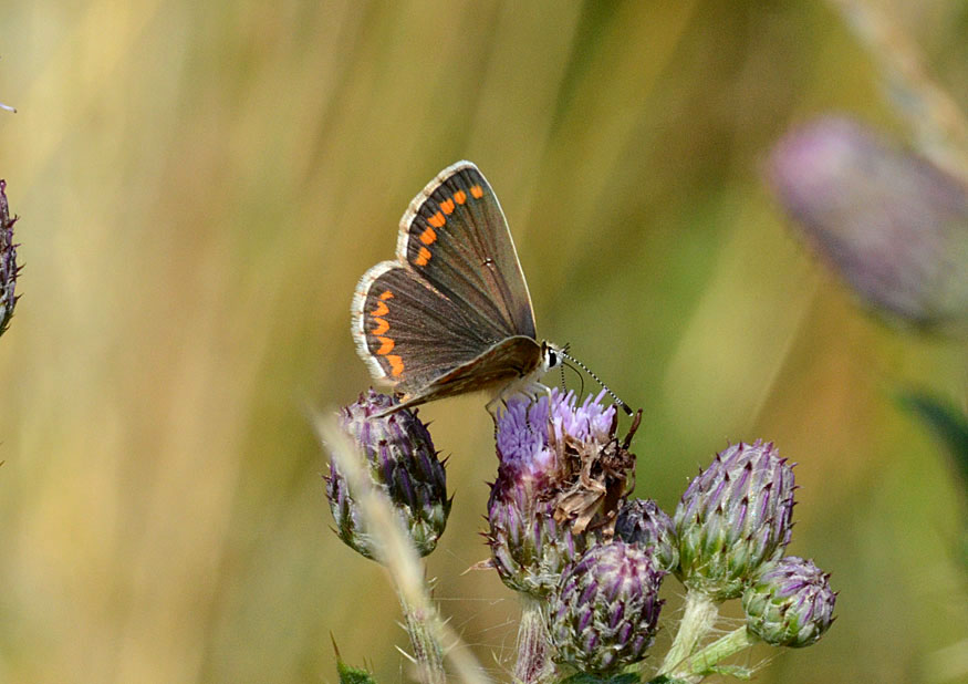 Brown Argus
Click for next photo