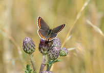 Brown Argus
Click on image to enlarge