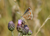 Brown Argus
Click on image to enlarge