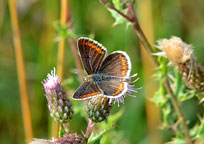 Brown Argus
Click on image to enlarge