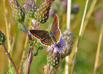 Brown Argus
Click on image to enlarge