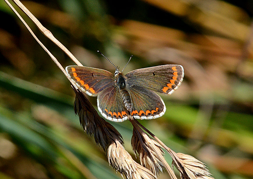 Brown Argus
Click for next photo