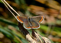 Brown Argus
Click on image to enlarge