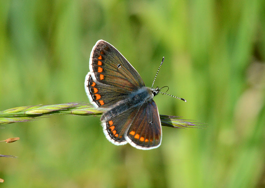 Brown Argus
Click for next photo