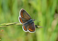 Brown Argus
Click on image to enlarge