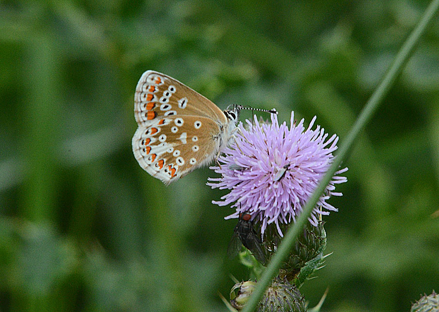 Brown Argus
Click for next photo