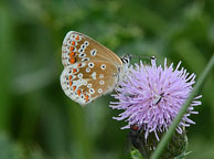 Brown Argus
Click on image to enlarge