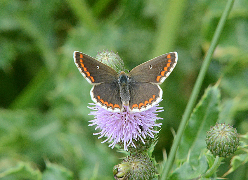 Brown Argus
Click for next photo