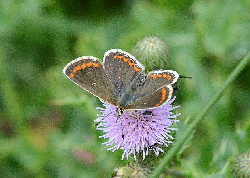Brown Argus
Click for next photo