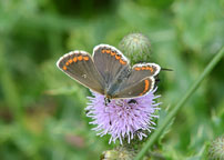 Brown Argus
Click on image to enlarge