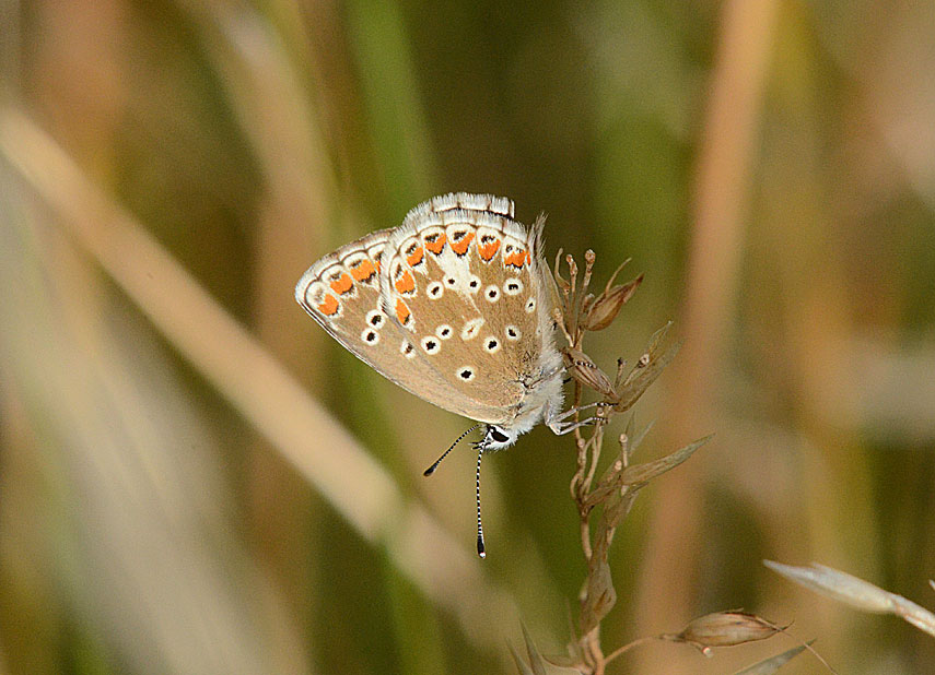 Brown Argus
Click for next photo