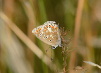 Brown Argus
Click on this image to enlarge