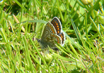 Brown Argus
Click on this image to enlarge