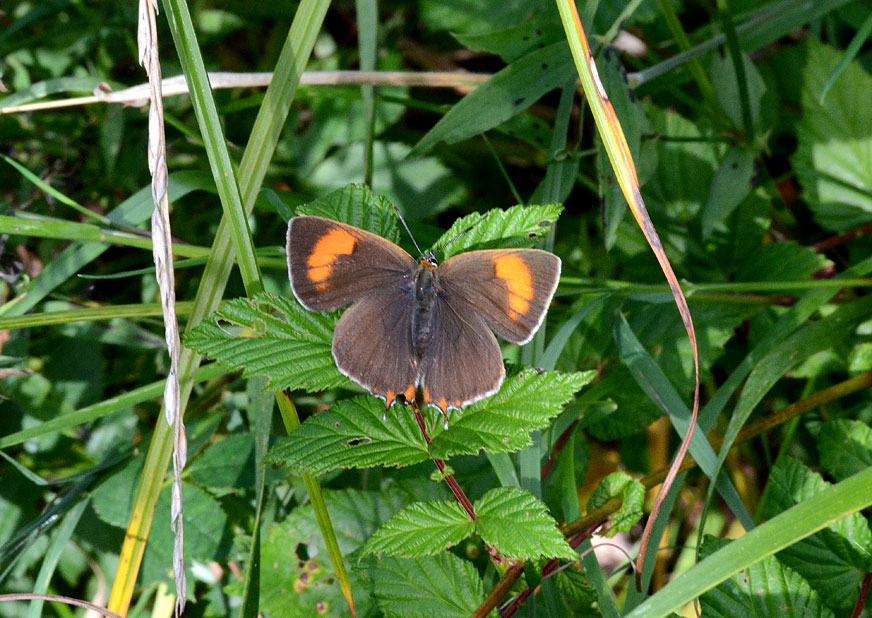 Brown Hairstreak
Click for next photo