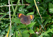 Small image of a Brown Hairstreak
Click to enlarge
