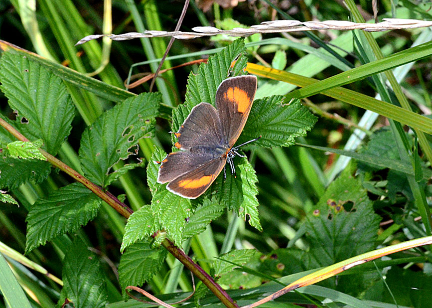 Brown Hairstreak
Click for next photo