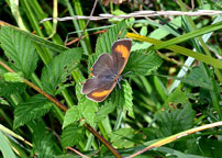 Small image of a Brown Hairstreak
Click to enlarge