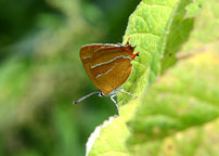 Small image of a Brown Hairstreak
Click to enlarge