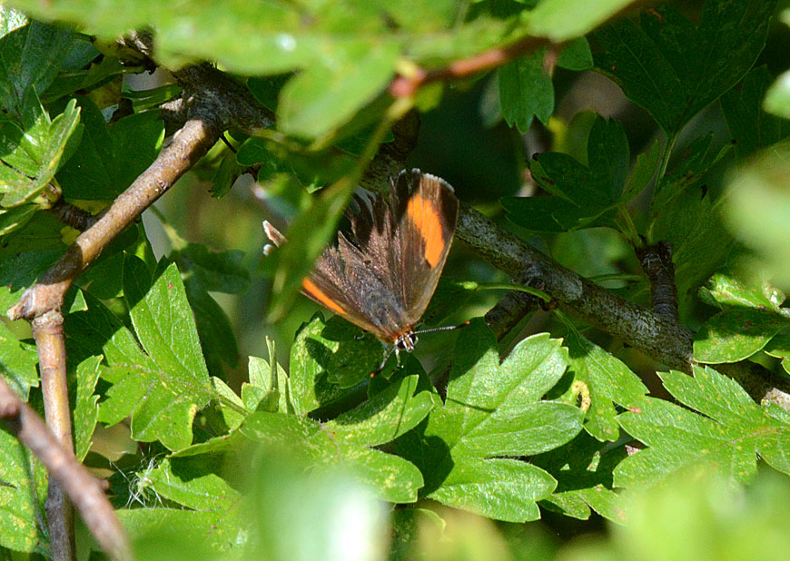 Brown Hairstreak
Click for next photo