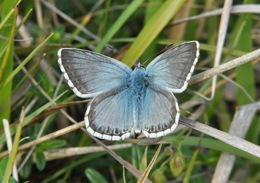 Chalkhill Blue
Click for the next photo