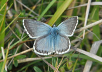 Small photograph of a Chalkhill Blue
Click on the image to enlarge