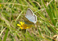 Chalkhill Blue
Click on the image to enlarge