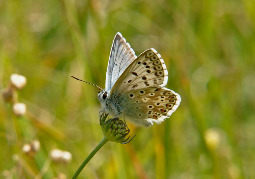 Chalkhill Blue
Click for the next photo