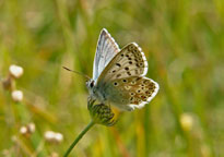 Small photograph of a Chalkhill Blue
Click on the image to enlarge