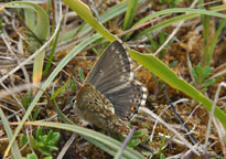 Small photograph of a Chalkhill Blue
Click on the image to enlarge