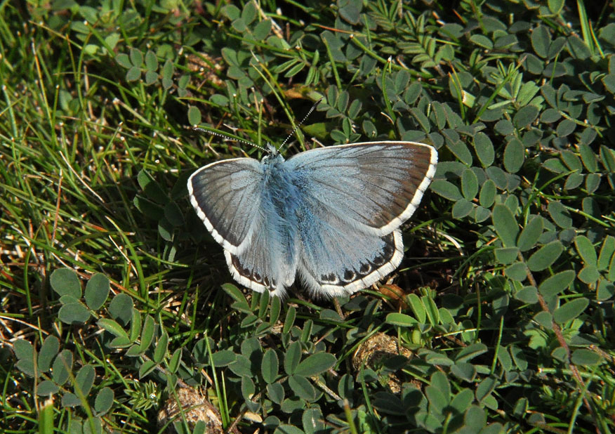 Chalkhill Blue
Click for the next photo