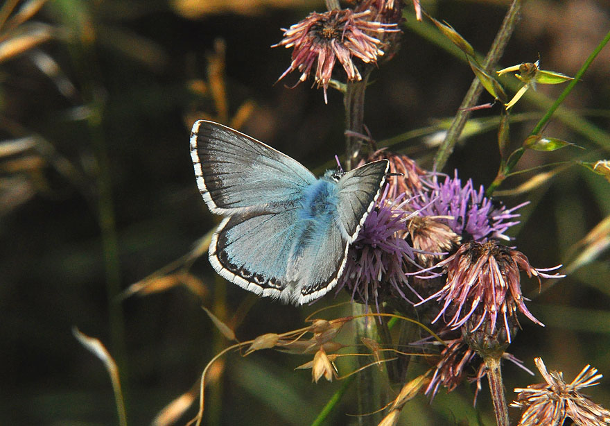 Chalkhill Blue
Click for the next photo