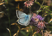 Chalkhill Blue
Click on the image to enlarge