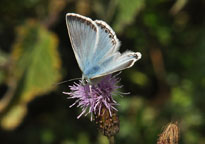 Small photograph of a Chalkhill Blue
Click on the image to enlarge