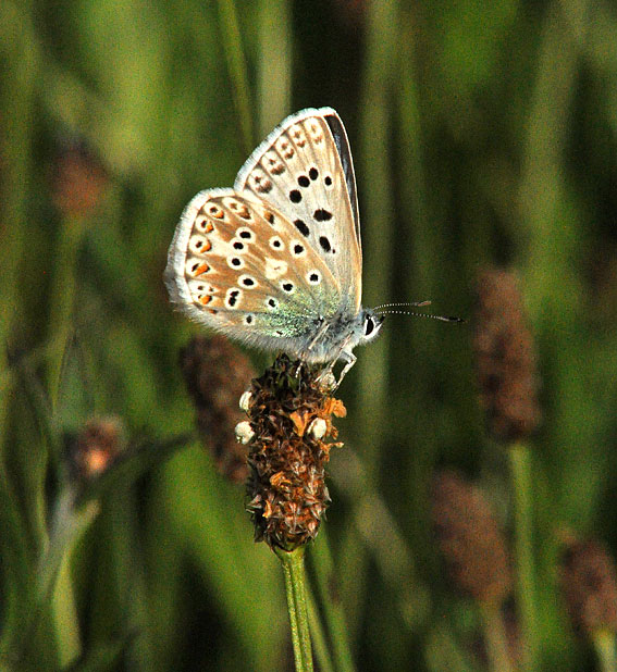 Chalkhill Blue
Click for the next photo