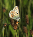 Small photograph of a Chalkhill Blue
Click on the image to enlarge