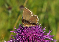 Small photograph of a Chalkhill Blue
Click on the image to enlarge