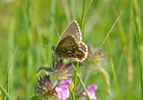 Small photograph of a Chalkhill Blue
Click on the image to enlarge