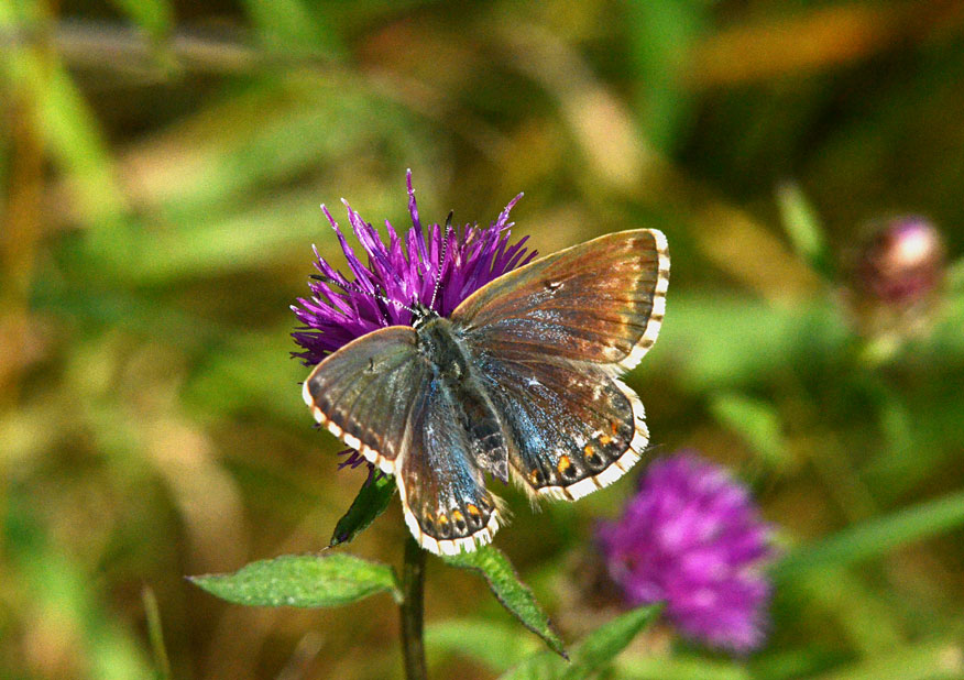 Chalkhill Blue
Click for the next photo