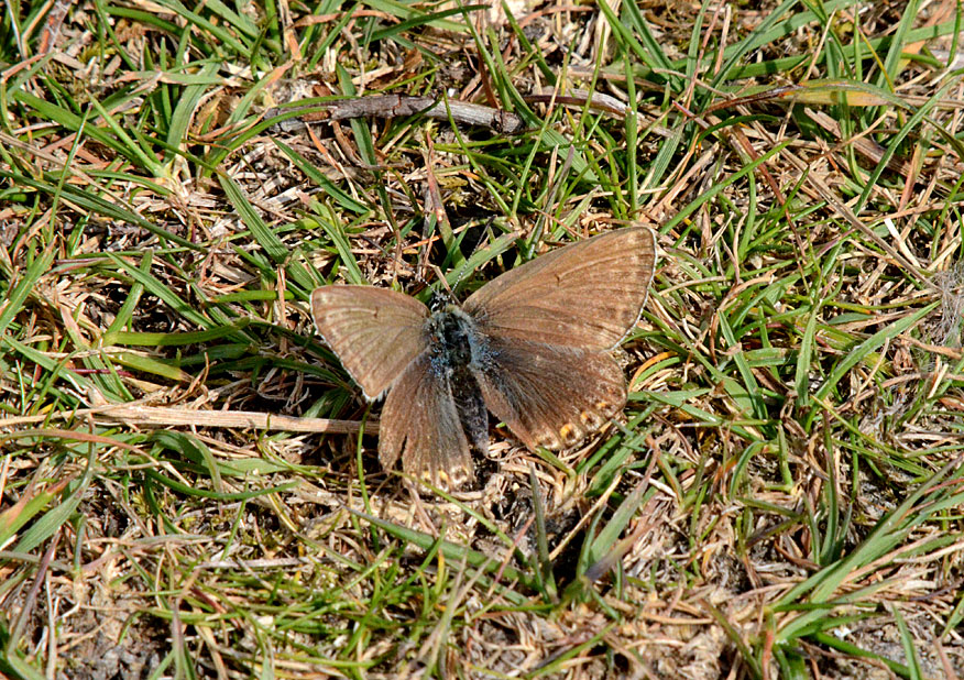 Chalkhill Blue
Click for the next species
