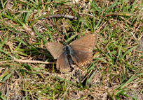 Chalkhill Blue
Click on the image to enlarge