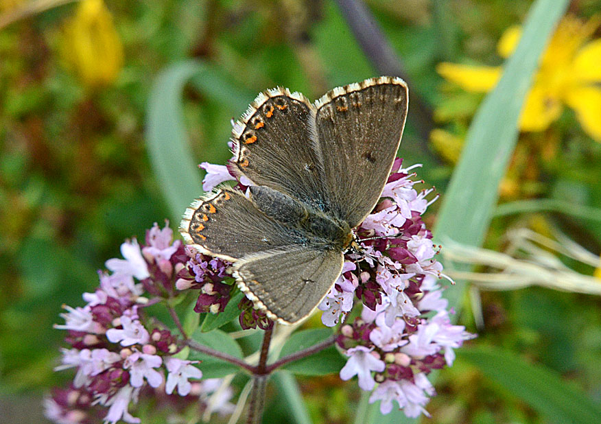 Chalkhill Blue
Click for next photo