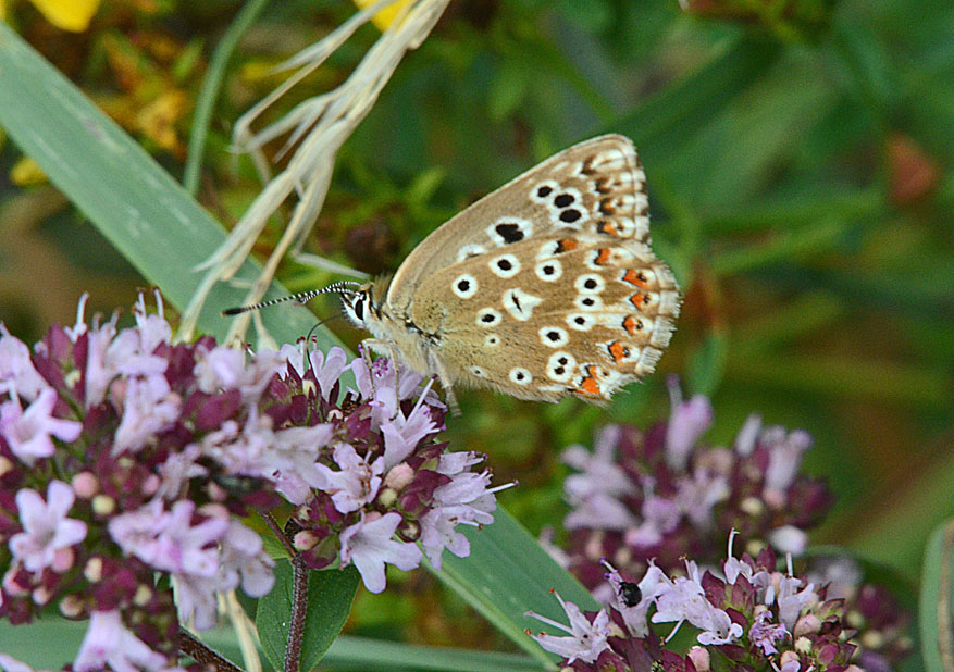 Chalkhill Blue
Click for next photo