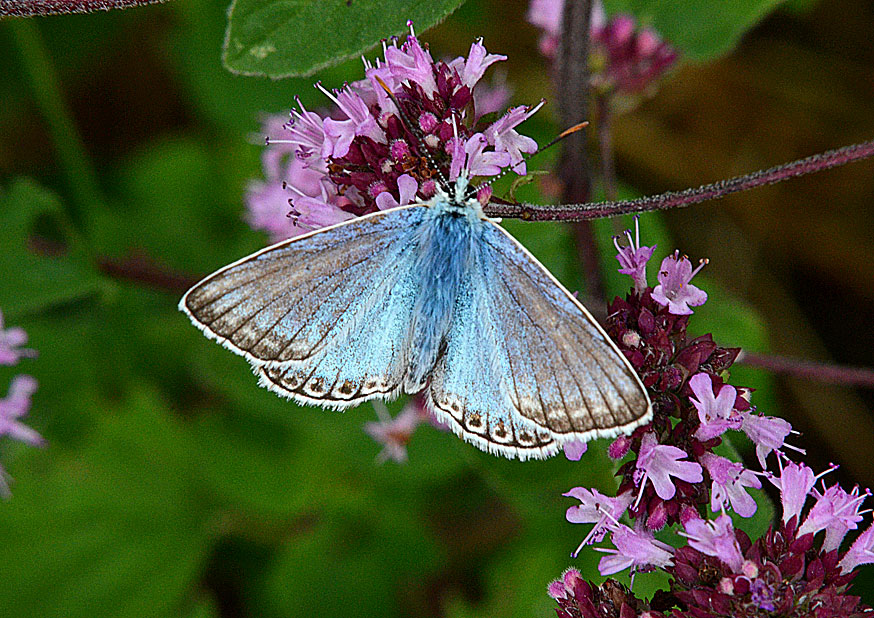 Chalkhill Blue
Click for next photo