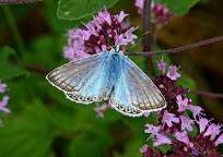 Chalkhill Blue
Click on image to enlarge