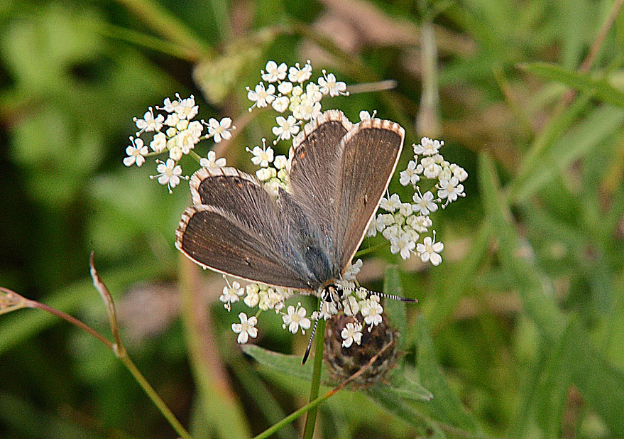 Chalkhill Blue
Click for next photo