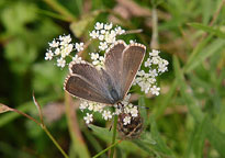 Chalkhill Blue
Click on image to enlarge