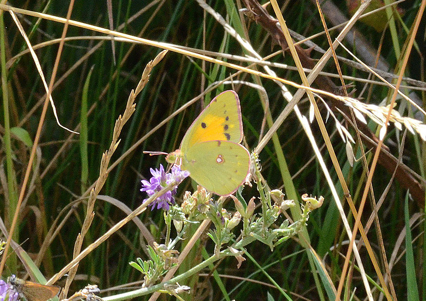 Clouded Yellow
Click for the next photo