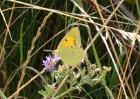 Clouded Yellow
Click on image to enlarge