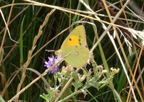 Clouded Yellow
Click on image to enlarge